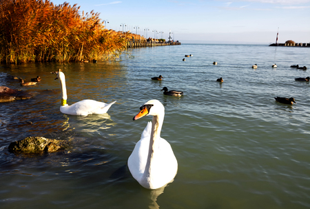 Swans at Lake Balaton, Hungaryの写真素材