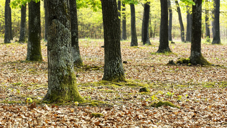 Green forest in spring timeの写真素材