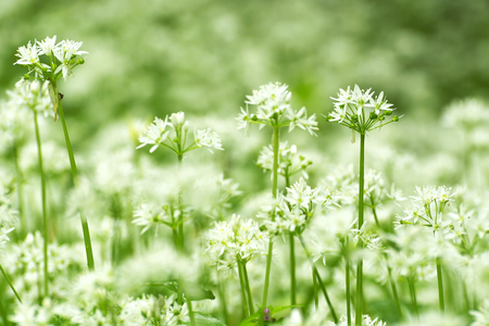 Ramsons fresh and ripe wild flowers in forestの写真素材