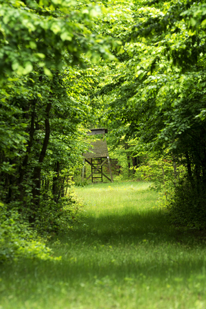 Green forest in spring time, Hungaryの写真素材
