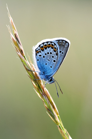 Beautiful butterfly macro (Polyommatus Icarus)