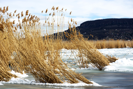 Reeds in ice at Lake Balaton, Hungary (Szigliget)の写真素材