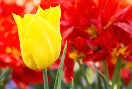 Yellow tulip in spring timeの写真素材