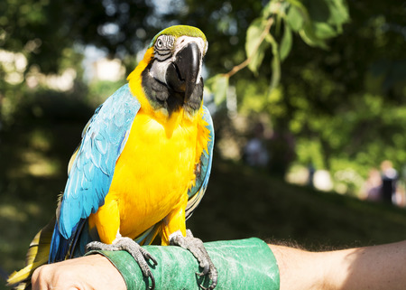 Blue and yellow macaw (Ara ararauna)