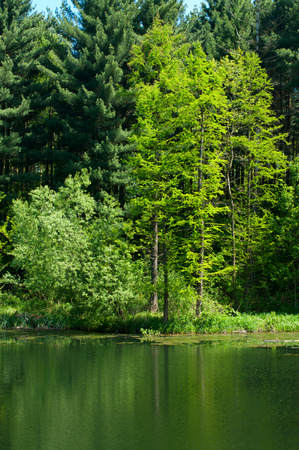 Lake in green forest, Hungaryの写真素材