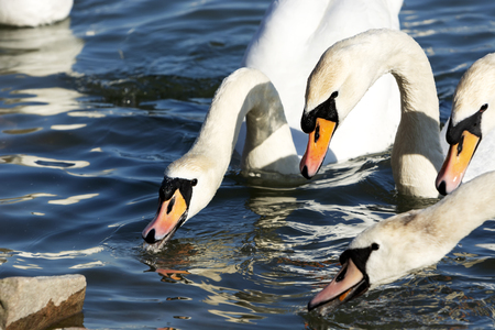 Swans at Lake Balaton, Hungaryの写真素材