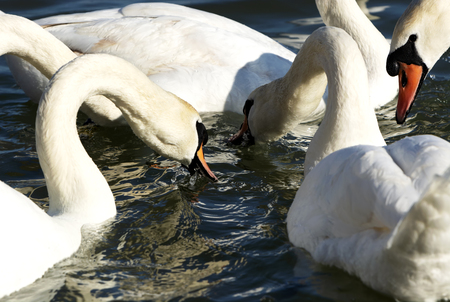 Swans at Lake Balaton, Hungaryの写真素材