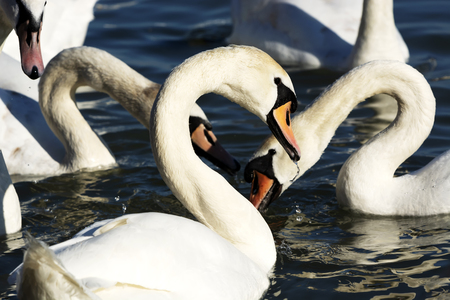 Swans at Lake Balaton, Hungaryの写真素材