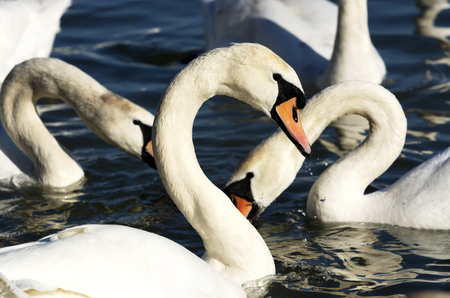 Swans at Lake Balaton, Hungaryの写真素材
