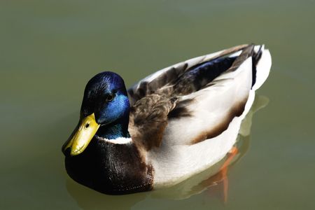 Duck at Lake Balaton, Hungaryの写真素材