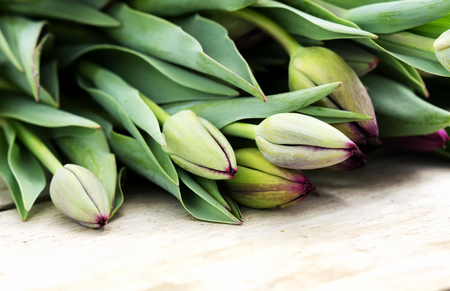 Tulip bouquet still life (selective focus)の写真素材