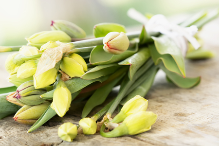 Tulip and daffdoil (Narcissus) bouquet (selective focus)の写真素材