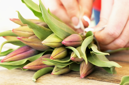Tulip bouquet still life (selective focus)の写真素材