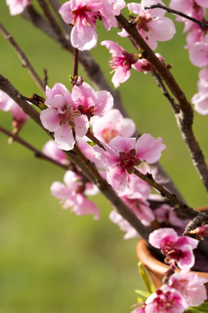 Greengage flower in spring timeの写真素材