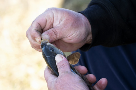Angler with fish at Lake Balaton, Hungaryの写真素材