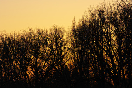 Forest in sunsetの写真素材