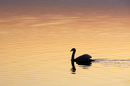 Swan on Lake Balaton, Hungaryの写真素材