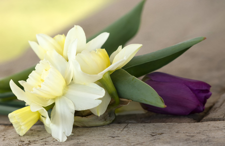 Dendalion and tulip still life (selective focus)の写真素材