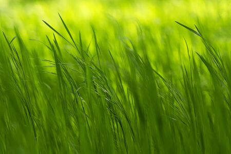 Grass in spring timeの写真素材