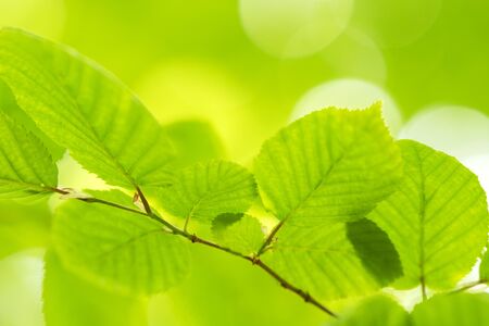New green leaves in springtimeの写真素材