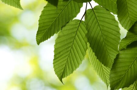 New green leaves in springtimeの写真素材