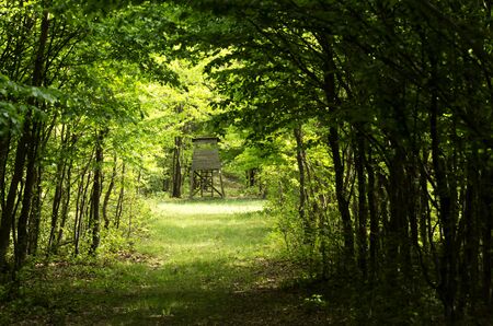 Green forest in spring time, Hungaryの写真素材