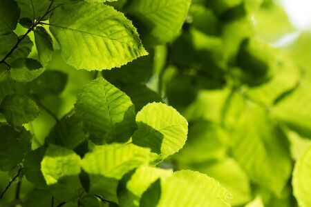 New green leaves in springtimeの写真素材