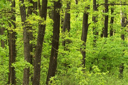 Green forest in spring time, Hungaryの写真素材