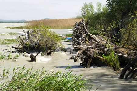 Wild coast at Lake Balaton, Hungaryの写真素材