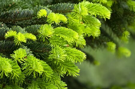 Detail of pine forest, Hungaryの写真素材