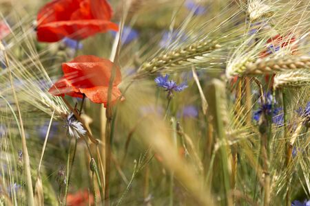 Detail of wheat field with poppy and cornflowerの写真素材