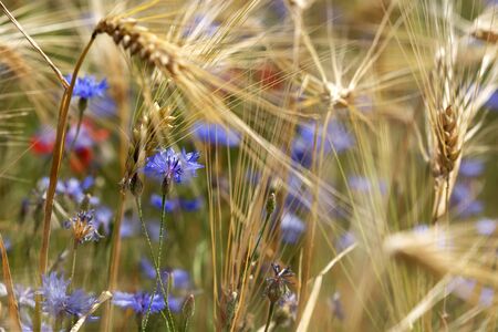 Detail of wheat field with cornflowerの写真素材