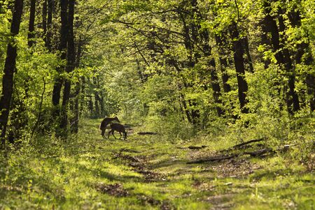 Deer in spring forestの写真素材