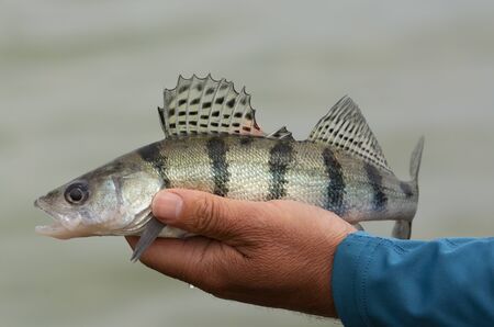 Volga pikeperch (Sander volgensis) from Lake Balaton, Hungaryの写真素材