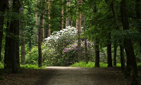 Rhododendron in spring time in forest, Hungaryの写真素材