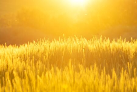 Golden cereal in sunset timeの写真素材
