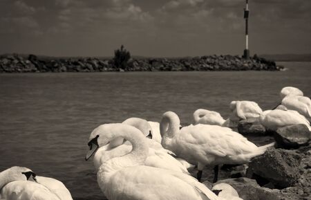 Swans at Lake Balaton, Hungary (Balatonm?ria)の写真素材