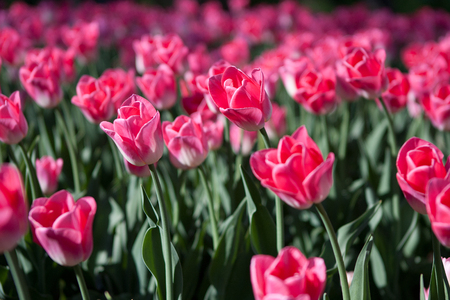 Beautiful colorful background from a lot of pink tulipsの写真素材