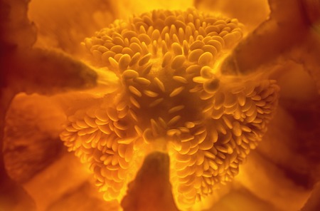 Inside the bulgarian pepper. Extreme macro view.の写真素材