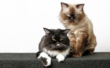 Black and brown Persian cat on a white background