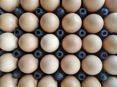 Eggs on plastic panels for egg shopsの写真素材