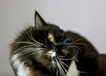 Front view of black Persian cat, On white background.の写真素材