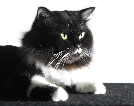 Front view of black Persian cat, On white background.の写真素材