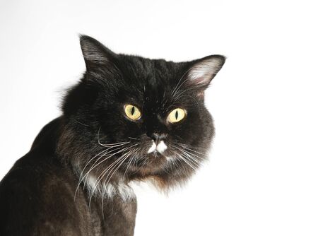 Front view of black Persian cat, On white background.の写真素材