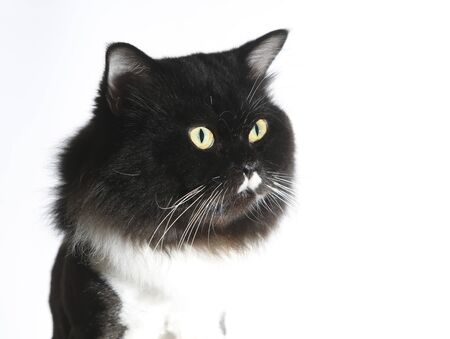 Front view of black Persian cat, On white background.の写真素材
