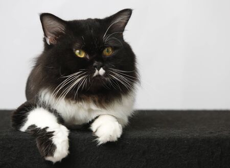 Front view of black Persian cat, On white background.の写真素材