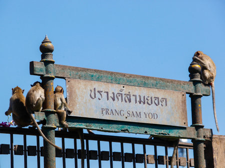 Monkeys at Phra Prang Sam Yot, Lop Buri Province, Thailand
Is a tourist destination that has a lot of monkeys livingのeditorial素材