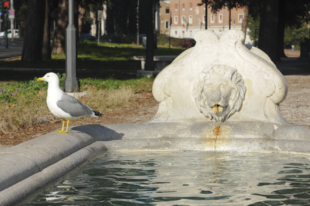 Fountains of Romeの写真素材