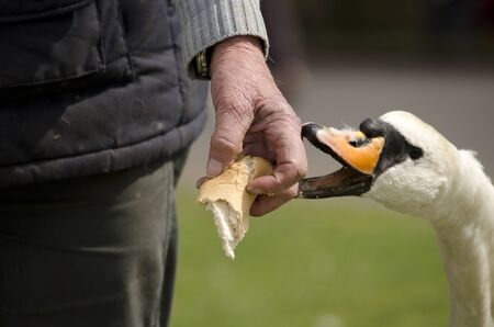 swan taking food from someone handの写真素材