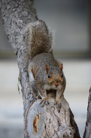 squirrelの写真素材